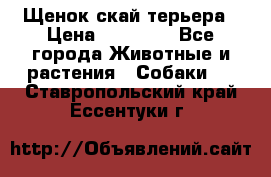 Щенок скай терьера › Цена ­ 20 000 - Все города Животные и растения » Собаки   . Ставропольский край,Ессентуки г.